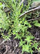 Image of South American Skullcap