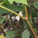 Image of Red-legged Bumble Bee