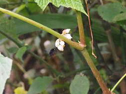 Image of Bombus rufipes Lepeletier 1836