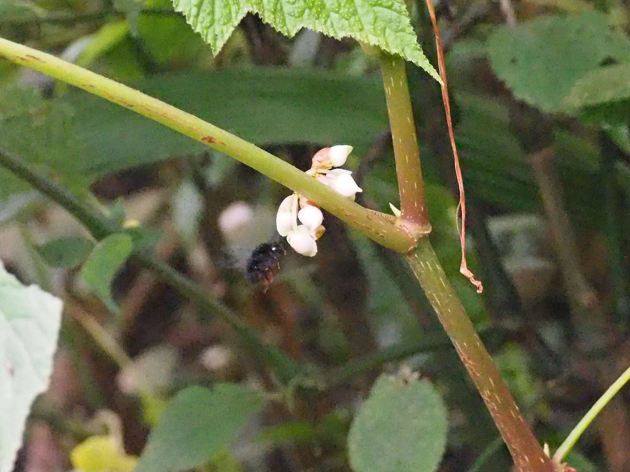 Image de Bombus rufipes Lepeletier 1836