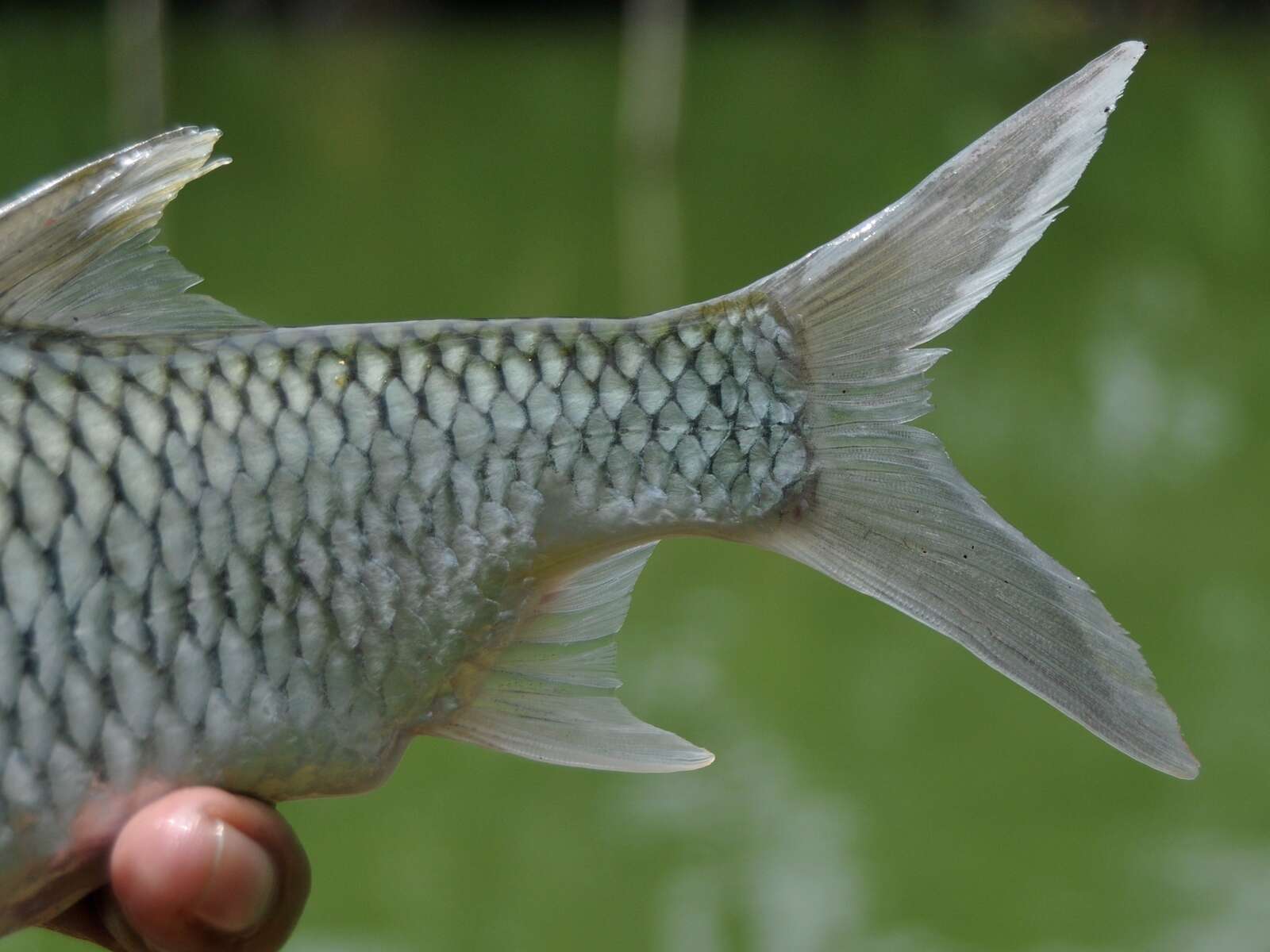 Image of Common barb