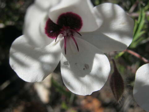 Image of Pelargonium tricolor (Jacq.) Curt.