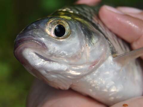 Barbonymus gonionotus (Bleeker 1849) resmi