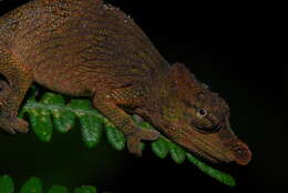 Image of Big-nosed chameleon