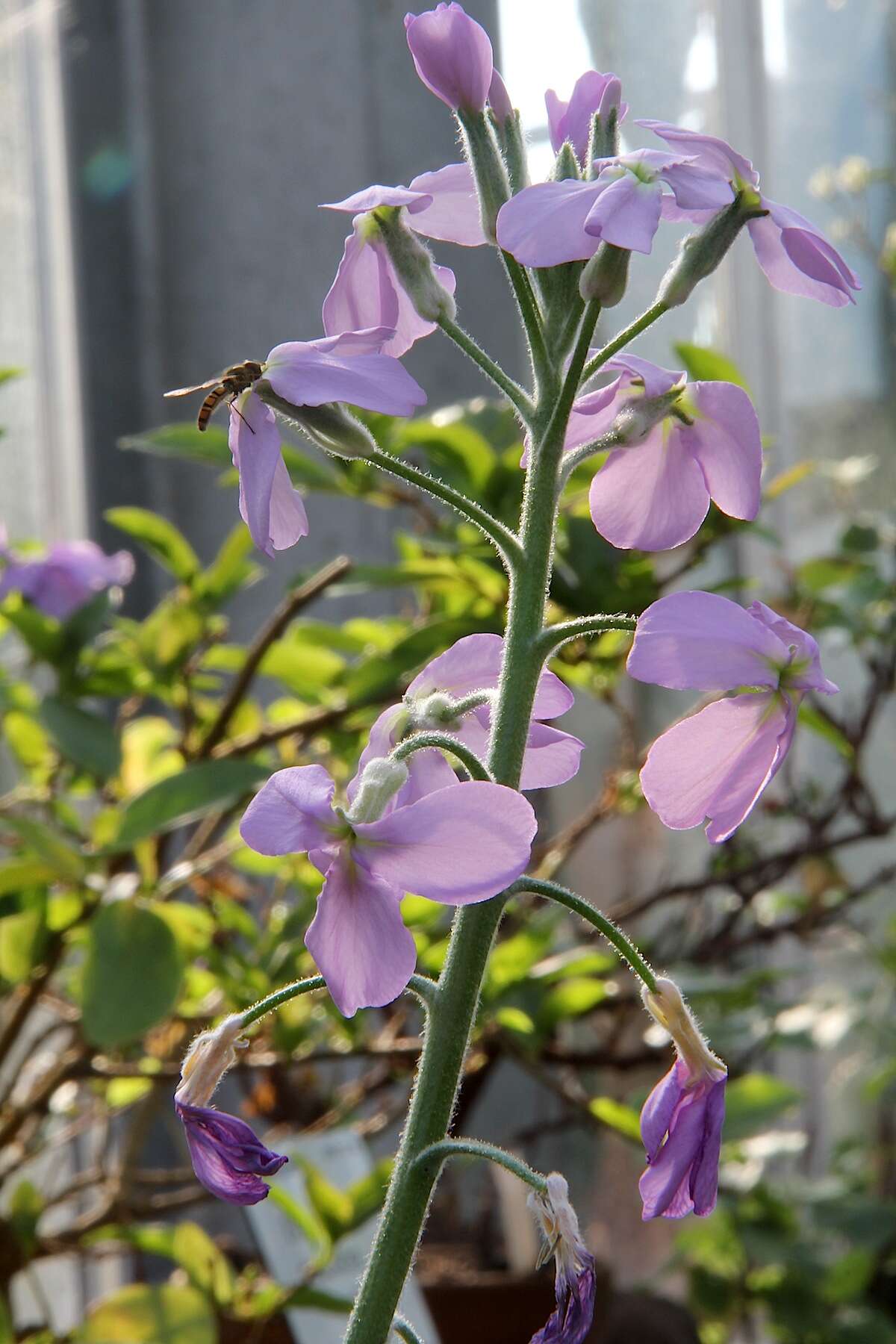 Image of Matthiola maderensis Lowe