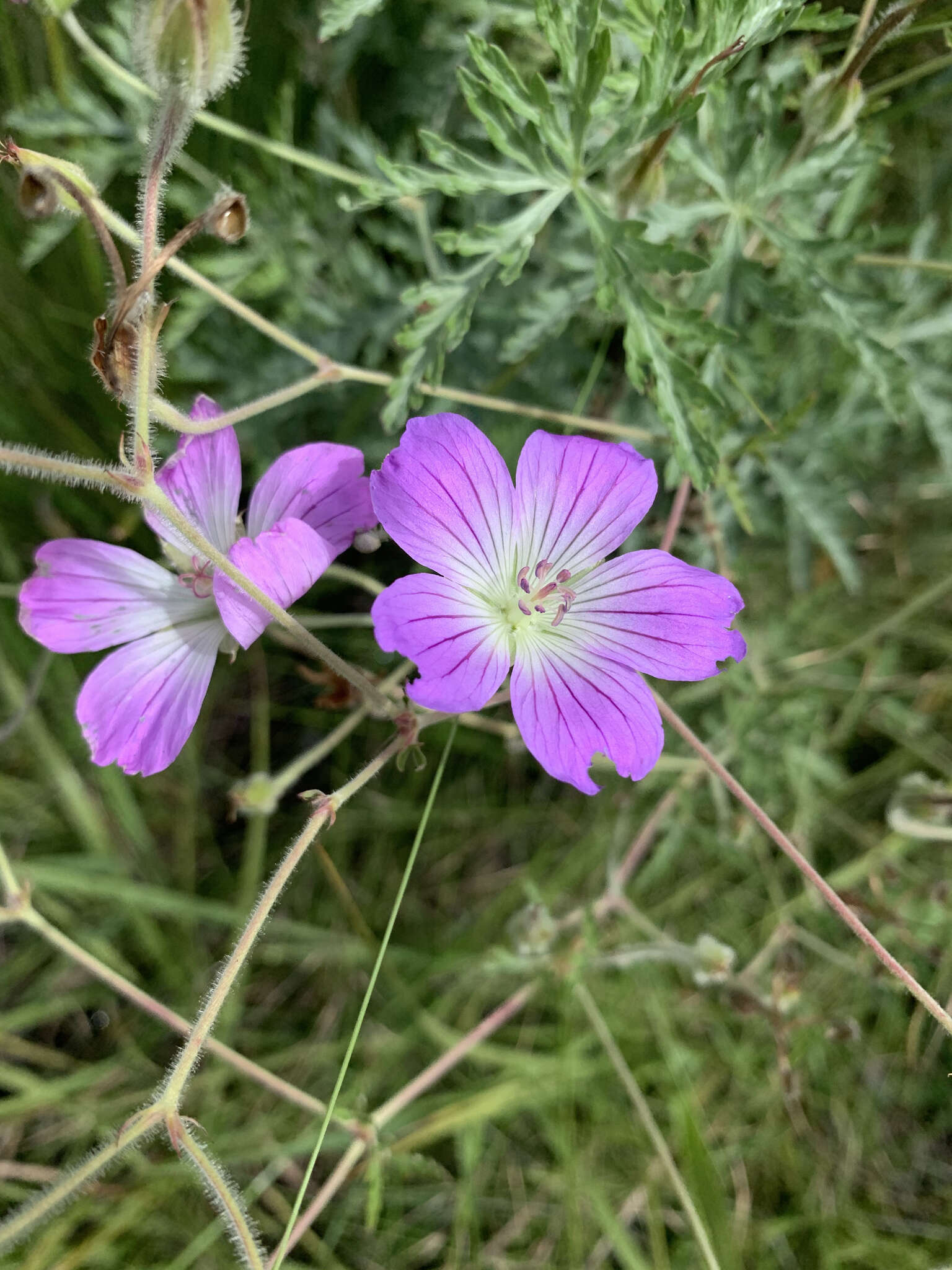 Image of Geranium robustum Kuntze