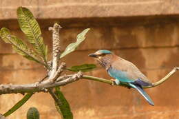 Imagem de Coracias benghalensis (Linnaeus 1758)