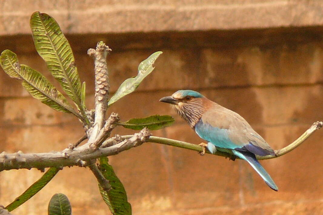 Imagem de Coracias benghalensis (Linnaeus 1758)