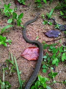 Image of Garden Flying Snake