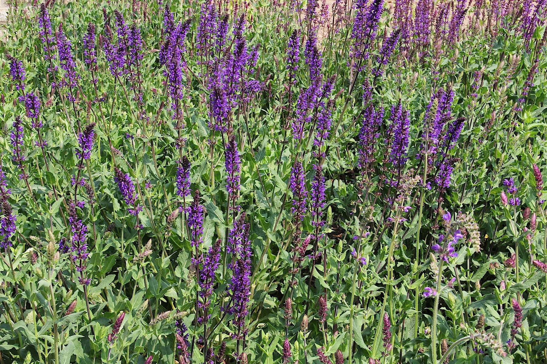 Imagem de Salvia nemorosa L.