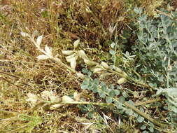 Image of Astragalus incanus subsp. incanus