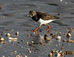 Image of Ruddy Turnstone