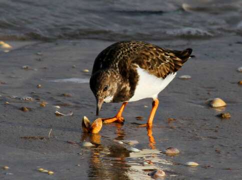 Image of Ruddy Turnstone