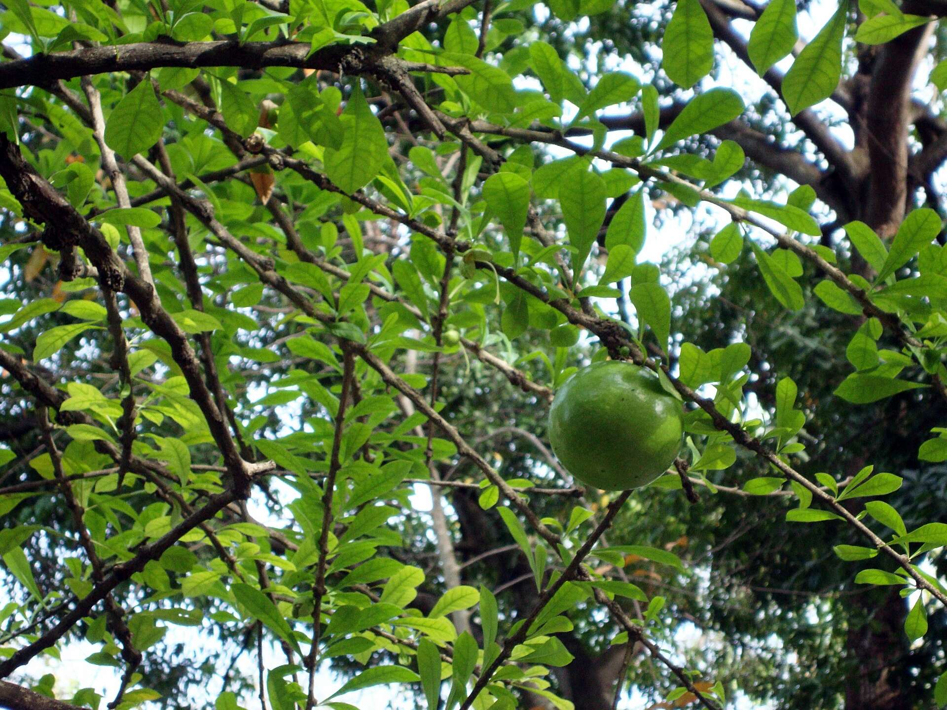 Image of common calabash tree