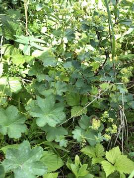 صورة Alchemilla filicaulis Buser