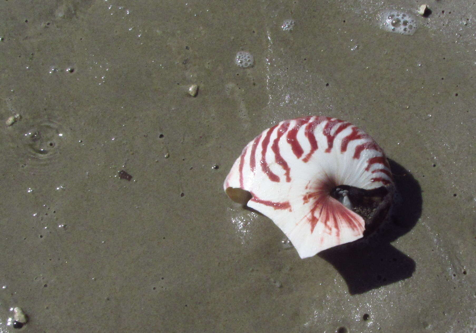 Image of chambered nautilus