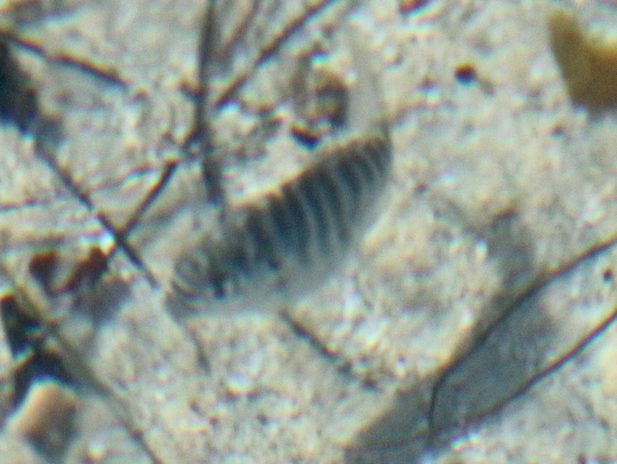 Image of Zebra perch