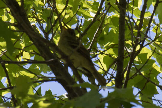 Empidonax occidentalis Nelson 1897的圖片