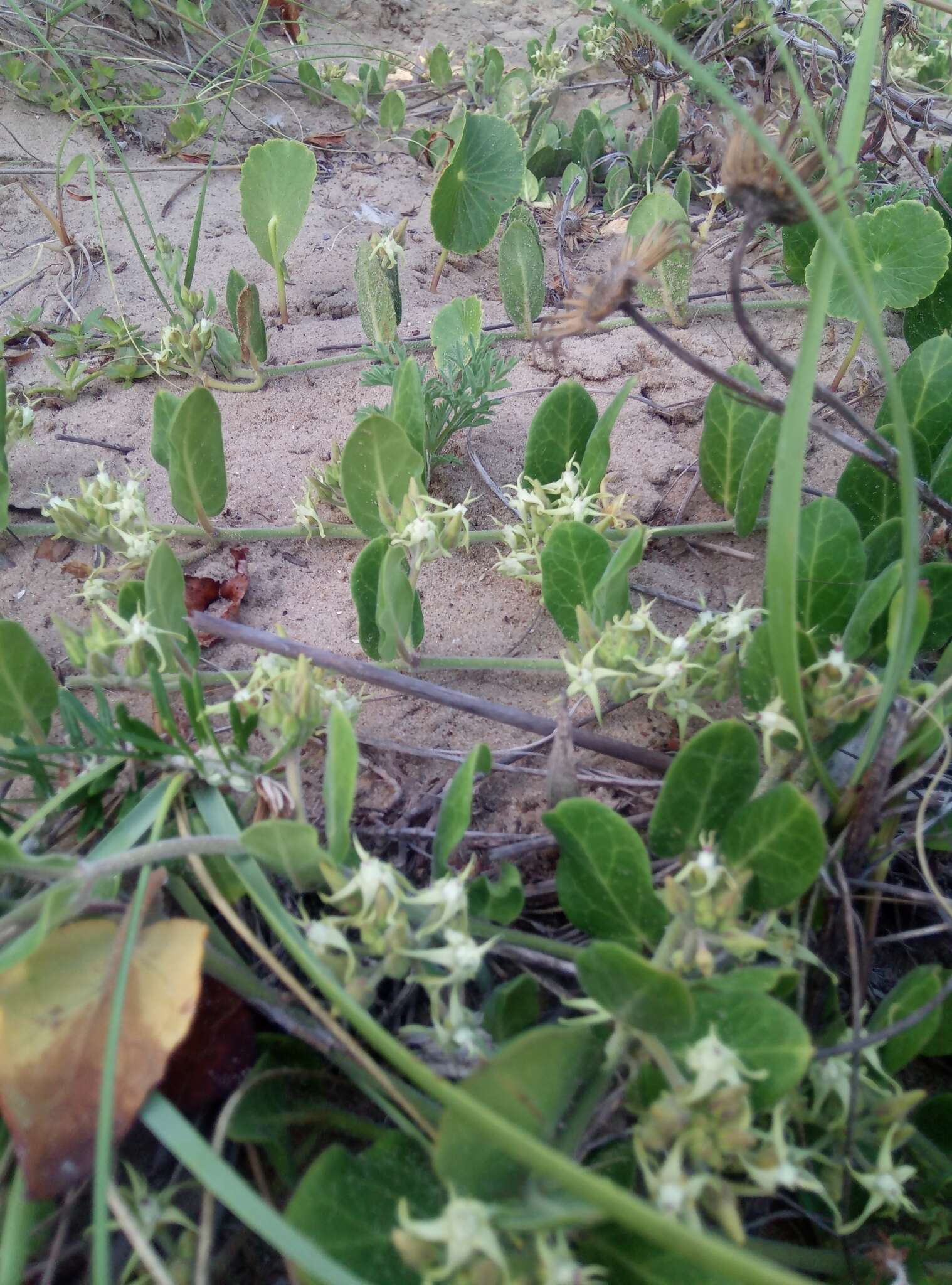 Image de Oxypetalum tomentosum Wight ex Hook. & Arn.