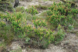 Image de Berberis morrisonensis Hayata