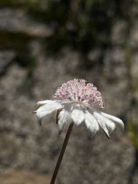 Image of Actinotus forsythii Maiden & Betche