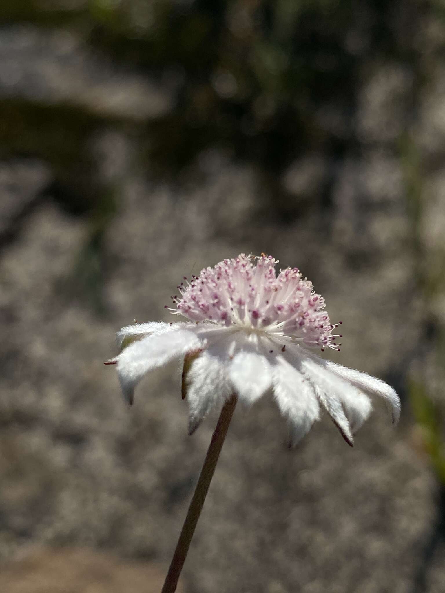 Imagem de Actinotus forsythii Maiden & Betche