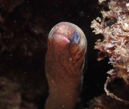 Image of Graceful-tailed moray