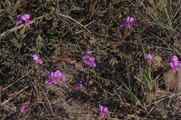 Image of Pelargonium multicaule Jacq.