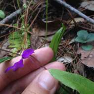 Image of Pinguicula orchidioides A. DC.