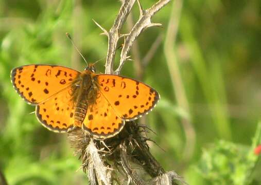 Image of Melitaea trivia