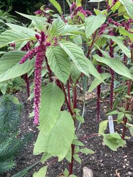 Image of love-lies-bleeding