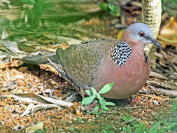 Image of Eastern Spotted Dove