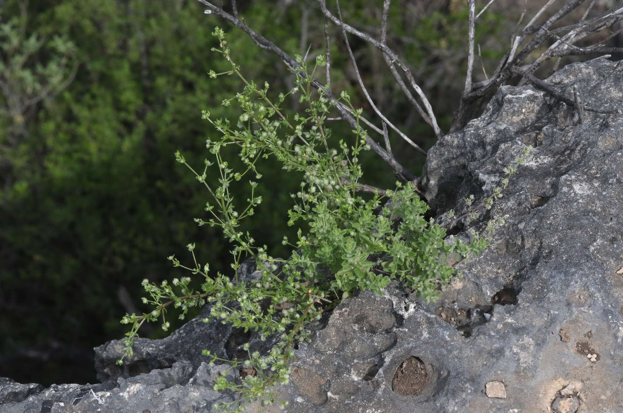 Image of limestone bedstraw