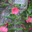 Image of calcareous morning-glory