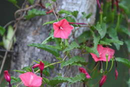 Слика од Ipomoea microdactyla Griseb.