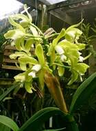 Imagem de Cattleya guttata Lindl.