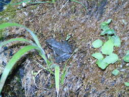 Image of Balkan Stream Frog