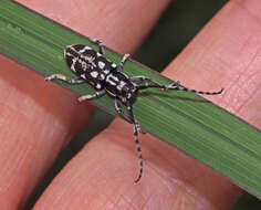 Image of Pterolophia (Lychrosis) luctuosa (Pascoe 1863)