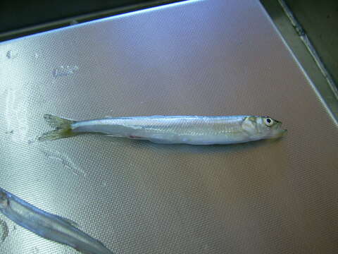 Image of Rainbow Smelt