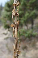 Image of Eremurus spectabilis M. Bieb.