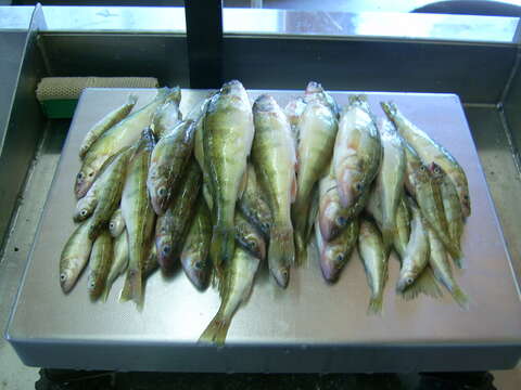 Image of Yellow Perch