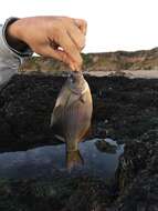 Image of Striped sea perch