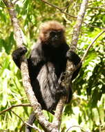 Image of Black Leaf Monkey