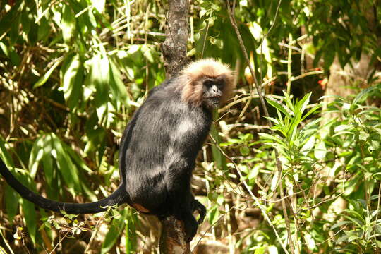 Image of Black Leaf Monkey