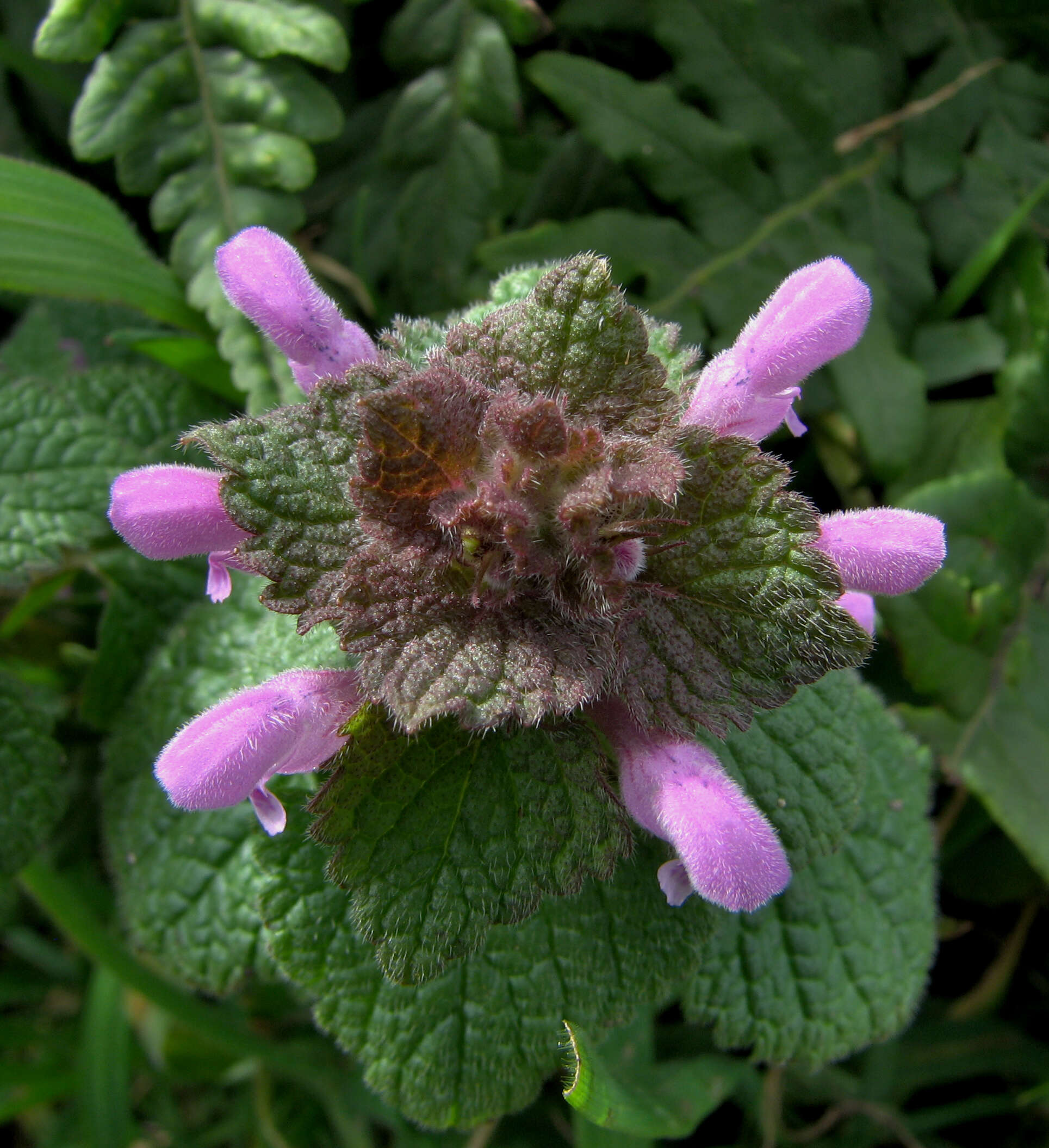 Image of purple archangel