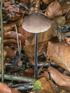 Image of Garlic Parachute