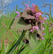 Image of purple archangel