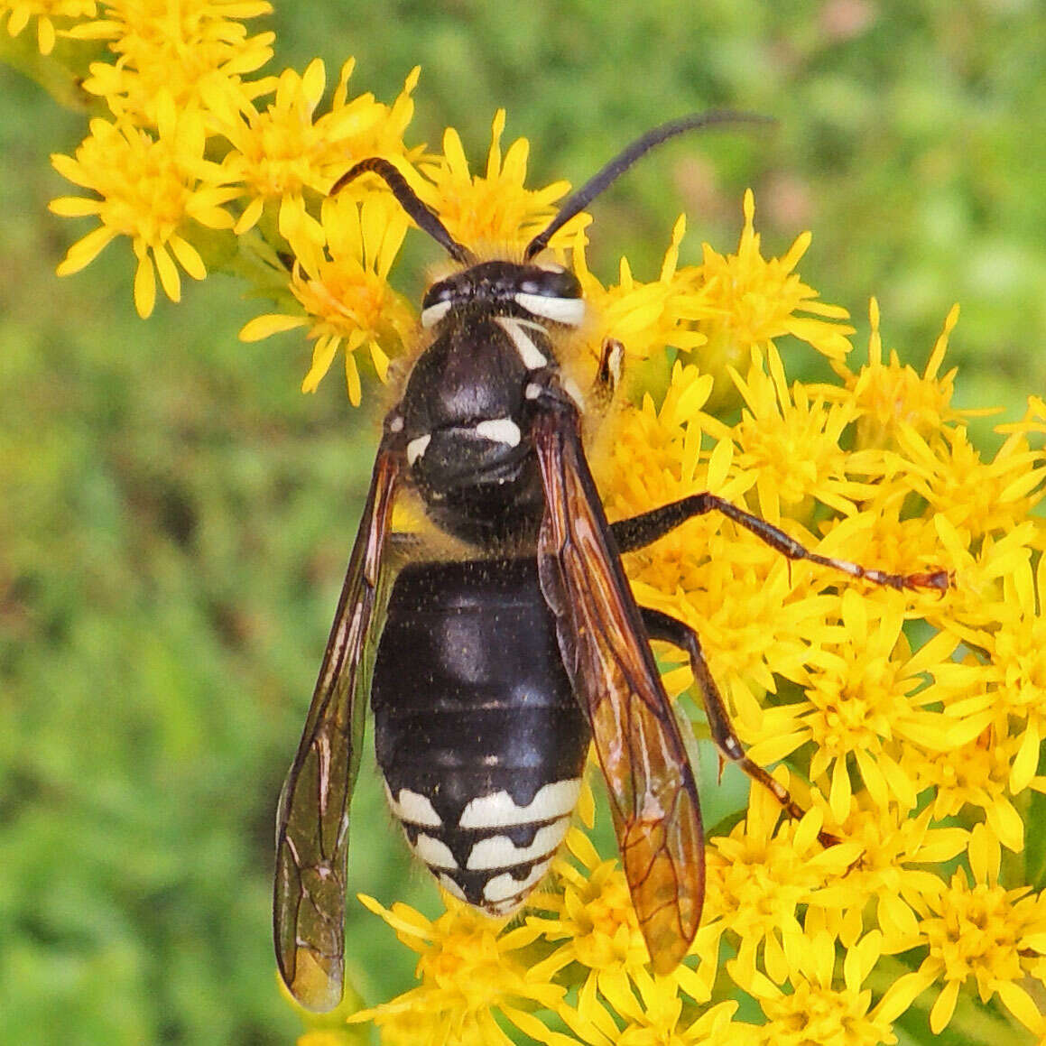 Image of Bald-faced Hornet