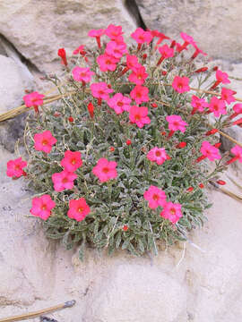 Image of Rabbit Valley gilia