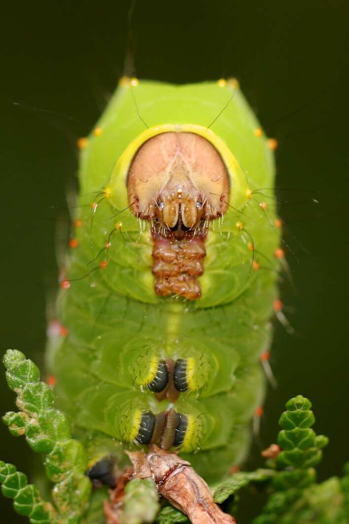 Image of Tussah moths